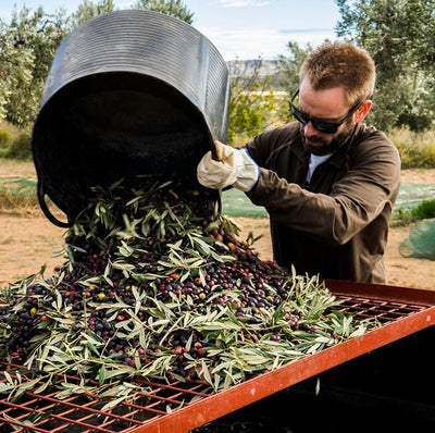 Mis Raíces Roots DOP Extra Virgin Olive Oil